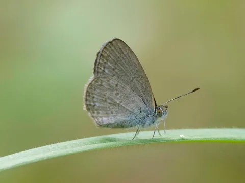 Lesser Grass Blue